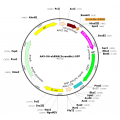 AAV U6-shRNA-GFP (30 µl)