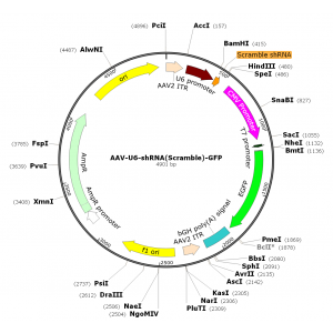 AAV U6-shRNA-GFP (30 µl)
