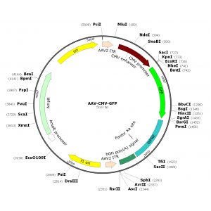 AAV GFP (30 µl)