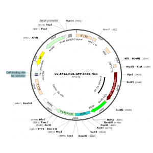 Lentivirus EF1α-NLS-GFP-Neo (2× 25 µl)