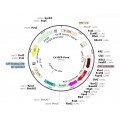Lentivirus CMV-RFP-Puro (2× 25 µl)