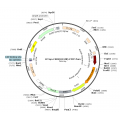 Lentivirus Syn-hChR2(H134R)-EYFP (2× 25 µl)