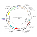Lentivirus U6-shRNA(SCRM)-CAG-mCherry (2× 25 µl)
