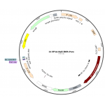 Lentivirus EF1α-Null-Puro (2×25 µl)  