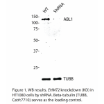 ABL1 Polyclonal Antibody (20 μl)