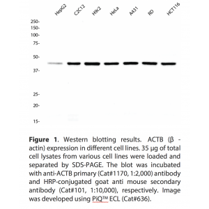 Beta-actin Monoclonal Antibody (20 µl)