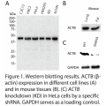 ACTB Polyclonal Antibody (20 μl)