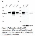 ADAM17 Polyclonal Antibody (20 μl)