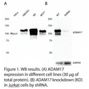ADAM17 Polyclonal Antibody (20 μl)