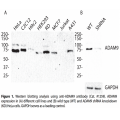 ADAM9 Polyclonal Antibody (20 μl)