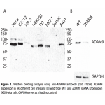 ADAM9 Polyclonal Antibody (20 μl)
