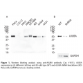 AJUBA Polyclonal Antibody (20 μl)