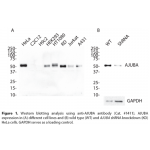 AJUBA Polyclonal Antibody (20 μl)
