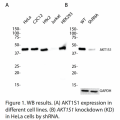 AKT1S1 Polyclonal Antibody (20 μl)