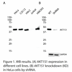 AKT1S1 Polyclonal Antibody (20 μl)