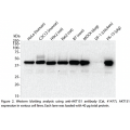 AKT1S1 Polyclonal Antibody (20 μl)