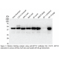 AKT1S1 Polyclonal Antibody (20 μl)