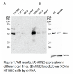 ARG2 Polyclonal Antibody (20 μl)