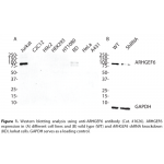 ARHGEF6 Polyclonal Antibody (20 μl)