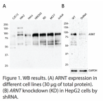ARNT Polyclonal Antibodies  (20 μl)