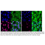 ASH2L Polyclonal Antibody (20 μl)