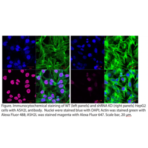 ASH2L Polyclonal Antibody (20 μl)
