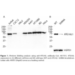 ATG16L1 Monoclonal Antibody (20 μl)