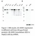 AXIN1 Polyclonal Antibody (20 μl)