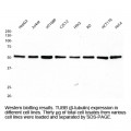 Beta-tubulin Monoclonal Antibody, Mouse (20 µl)