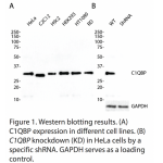 C1QBP Polyclonal Antibody (20 μl)