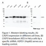 CASP3 Polyclonal Antibody (20 μl)