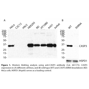 CASP3 Monoclonal Antibody (20 μl)