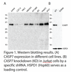 CASP7 Polyclonal Antibody (20 μl)