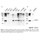 CASP7 Monoclonal Antibody (20 μl)