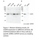 CASP9 Polyclonal Antibody (20 μl)
