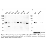 CAT Monoclonal Antibody (20 μl)