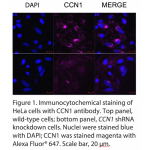 CCN1 Polyclonal Antibody (20 μl)