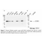 CCND1 Monoclonal Antibody (20 μl)
