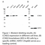 CCND2 Polyclonal Antibody (20 μl)