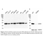 CDK4 Monoclonal Antibody (20 μl)
