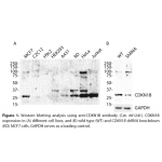 CDKN1B Monoclonal Antibody (20 μl)