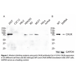 CHUK Monoclonal Antibody (20 μl)