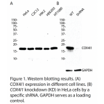 COX4I1 Polyclonal Antibody (20 μl)