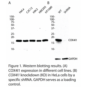 COX4I1 Polyclonal Antibody (20 μl)