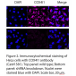COX4I1 Polyclonal Antibody (20 μl)