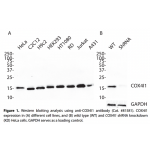 COX4I1 Monoclonal Antibody (20 μl)