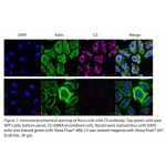 CS Polyclonal Antibody (20 μl)