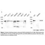DAXX Polyclonal Antibody (20 μl)