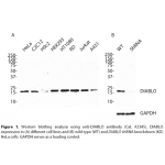 DIABLO Polyclonal Antibody (20 μl)