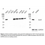 DLAT Monoclonal Antibody (20 μl)